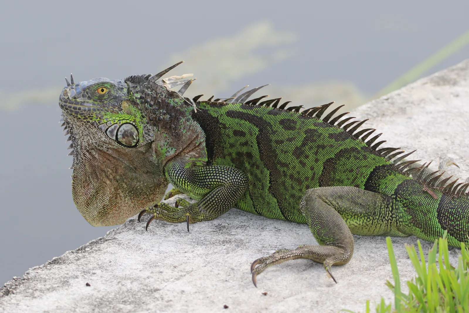 A green iguana on a seawall beside the water in Boca Raton.