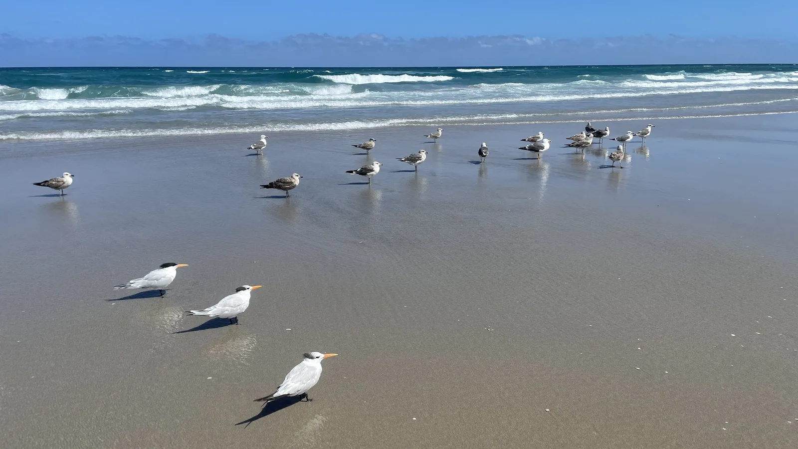 Shorebirds on the sand at low tide near Spanish River Boulevard on Boca Raton's beach.