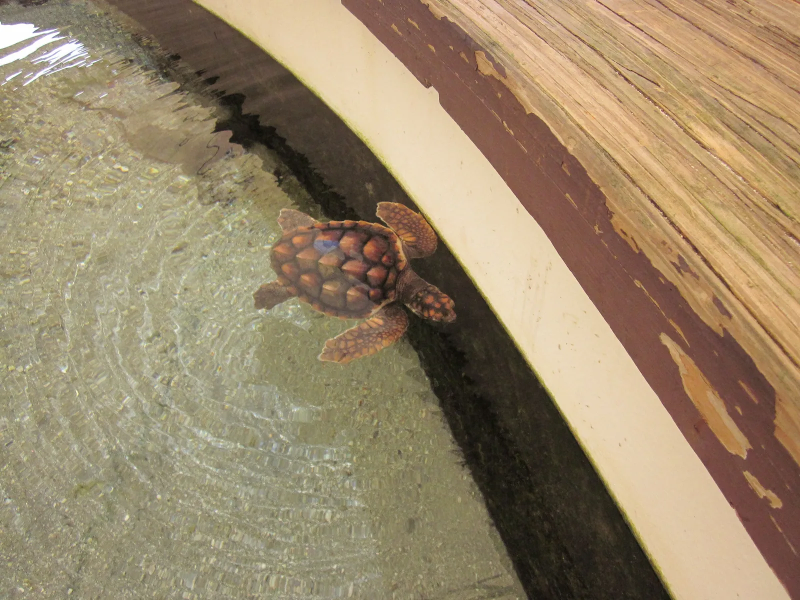 A young sea turtle swimming in a tank at Gumbo Limbo Nature Center in Boca Raton.