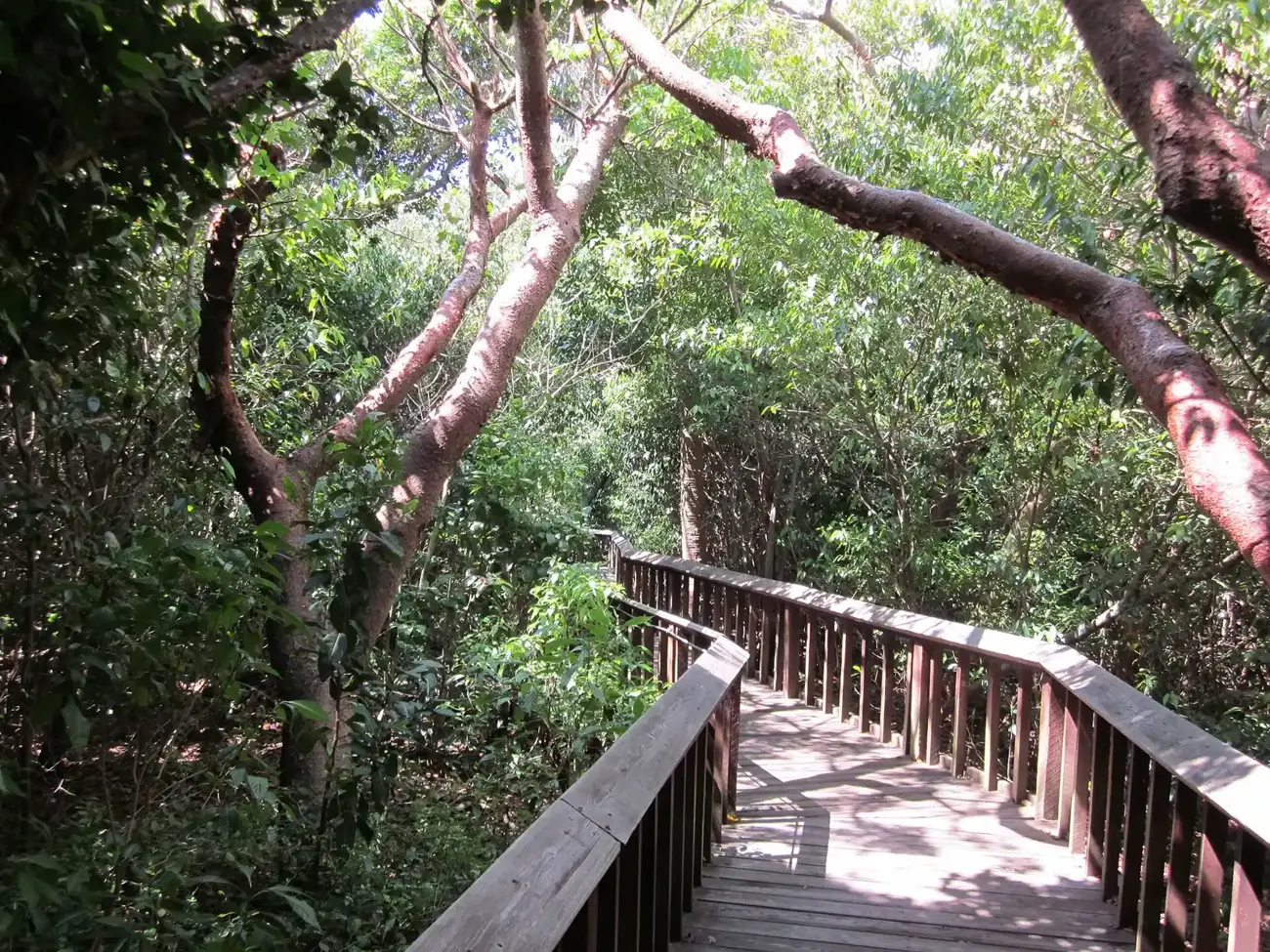 The boardwalk through the hammock at Gumbo Limbo Nature Center in Boca Raton.